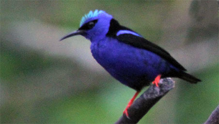 redfooted honey creeper