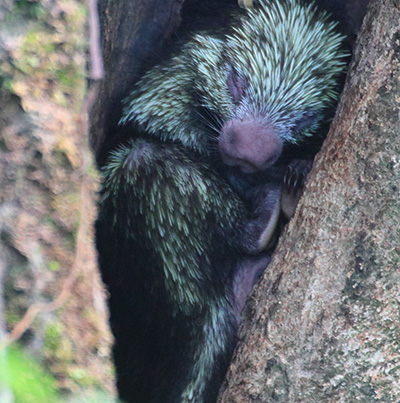 Mexican Porcupine Asleep in a Tree