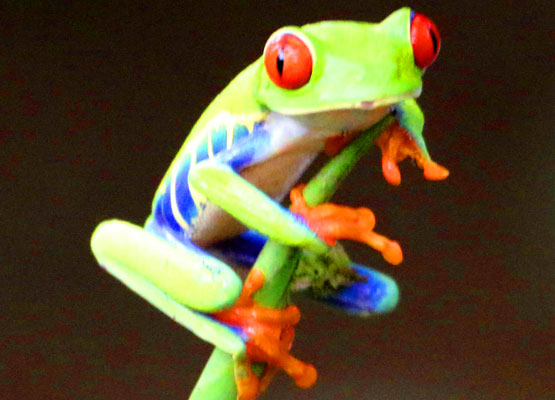 Red-eyed Tree Frog or Leaf Frog