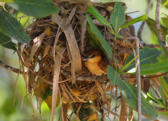 Cinnamon Becard at nest, Las Dimas