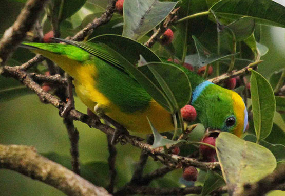 Golden-Browed Chlorophonia   