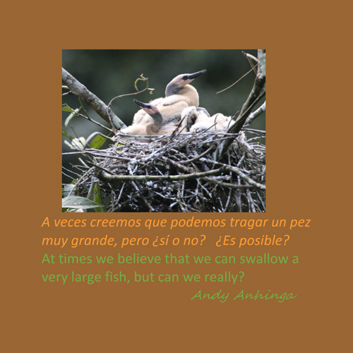 Are My Eyes Bigger than My Stomach - Juvenile Anhinga by Carol Creager