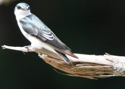 Mangrove Swallow