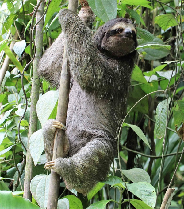 Sloths Are So Stubborn by Carol Creager